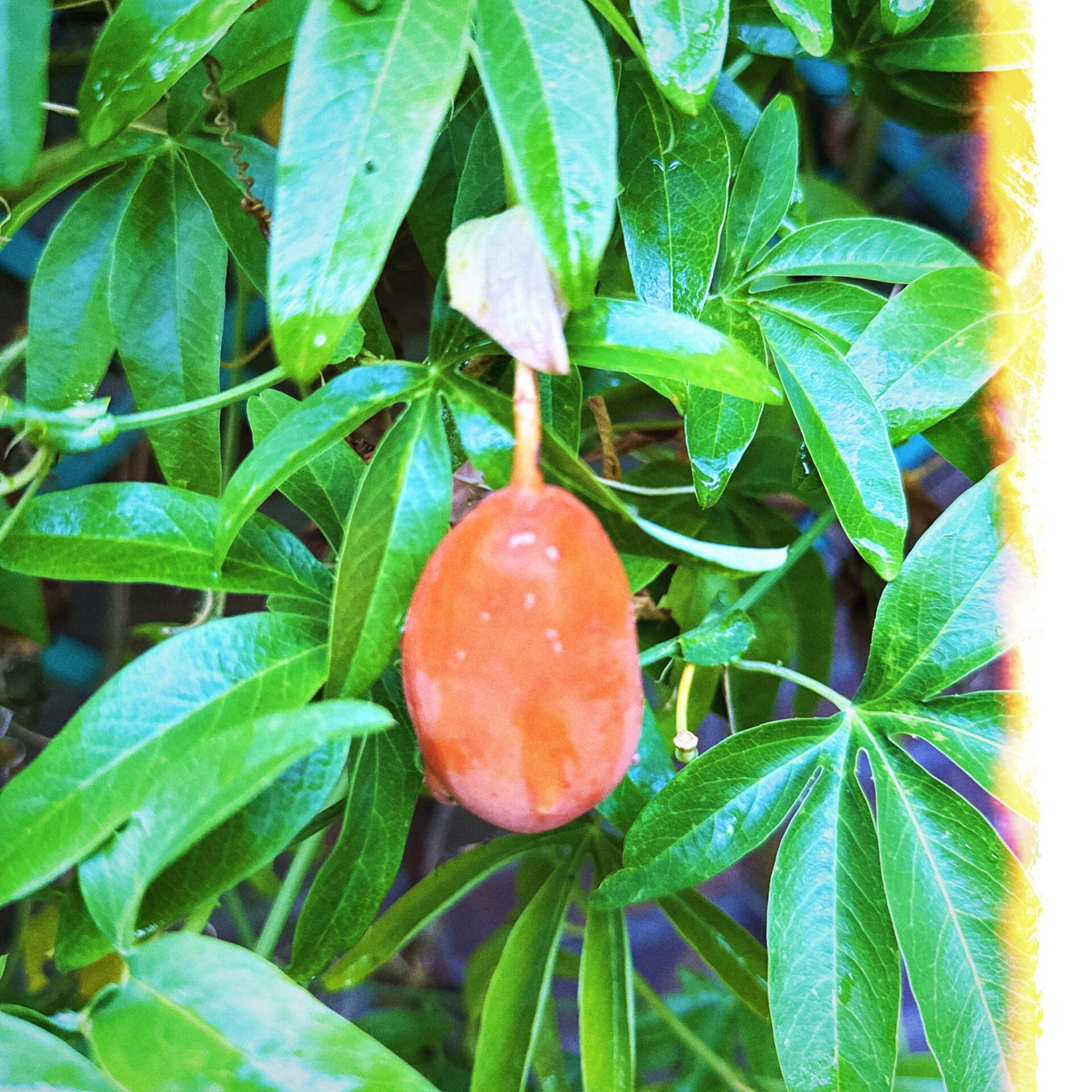 Passievrucht in eigen tuin