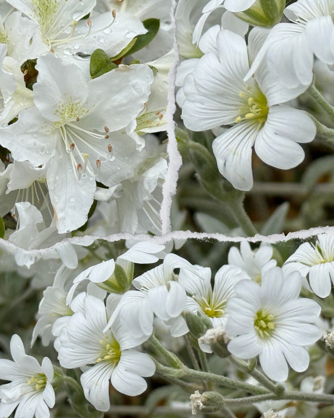 Lente!